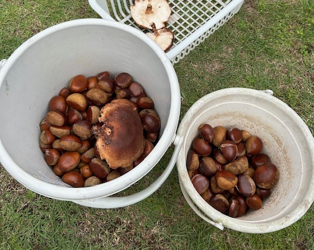 栗拾いのアイキャッチ画像